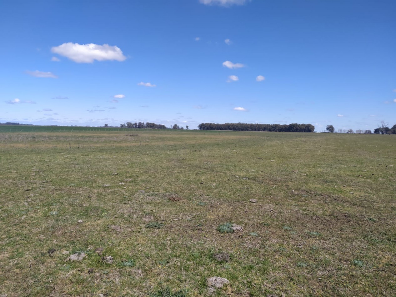 310 ha Mixtas - Del Valle - Tranquera cerrada
