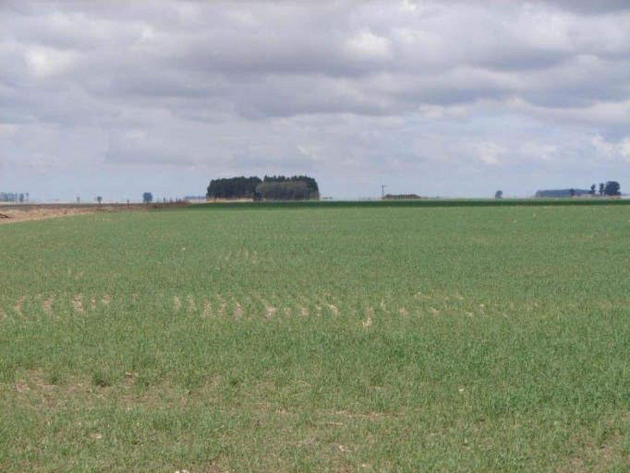 2035 Ha Agricolas - General Villegas