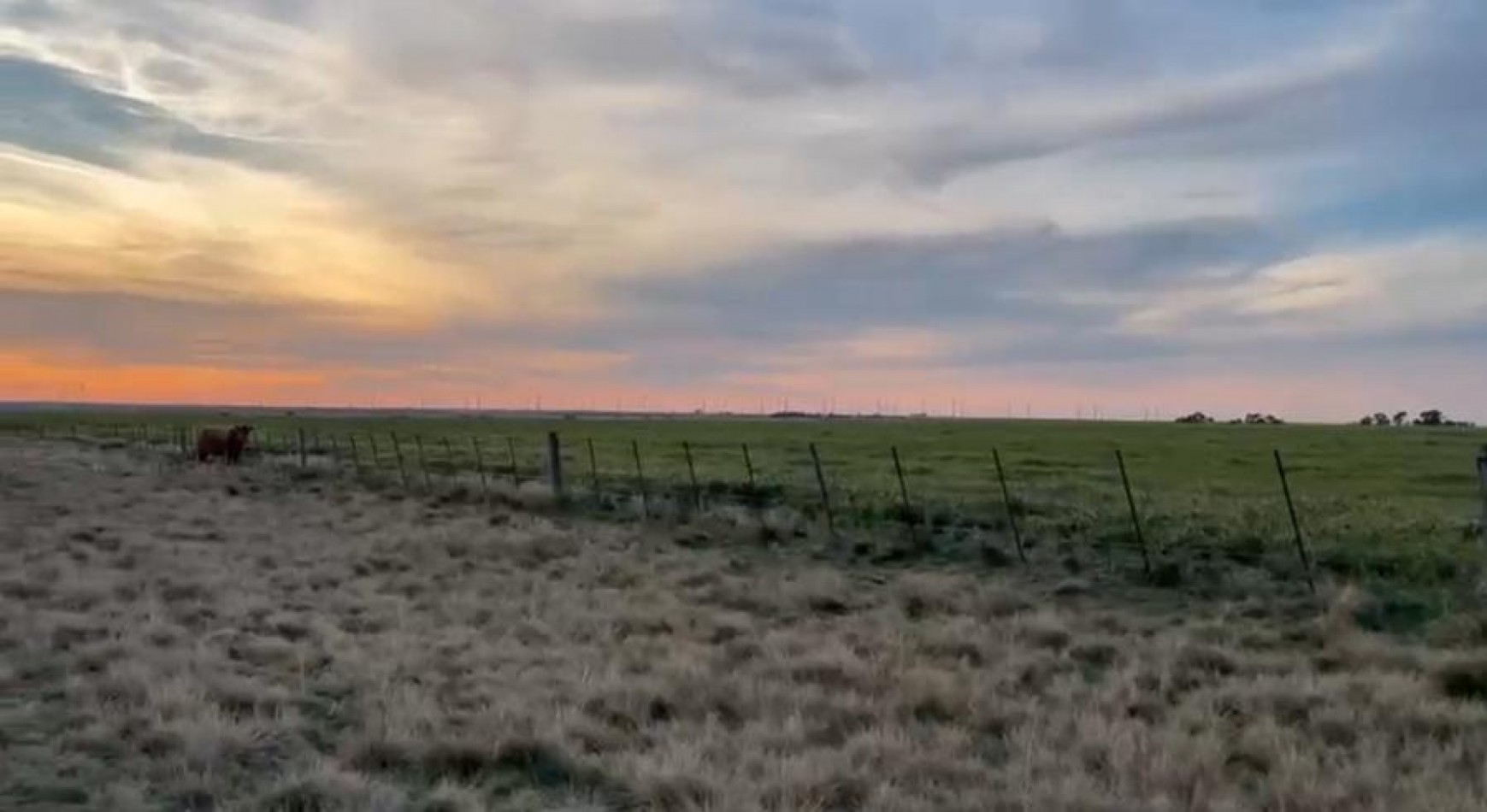 285 Ha Mixto - Naposta - Bahia Blanca