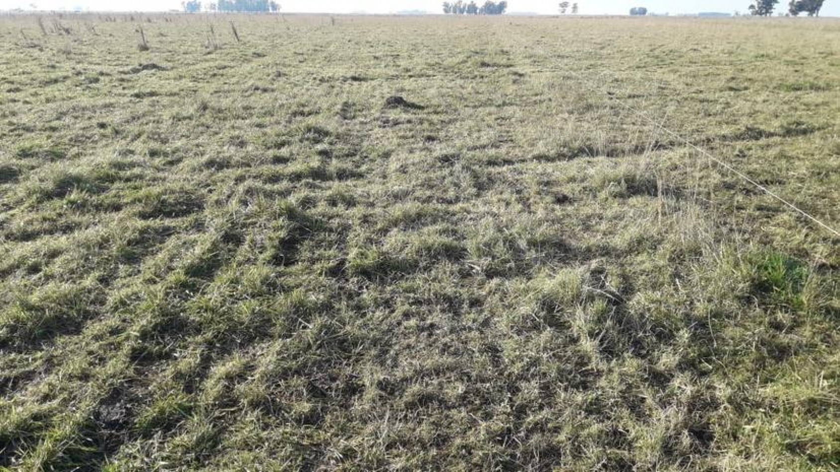 450 Ha Ganadero - Gral Alvear