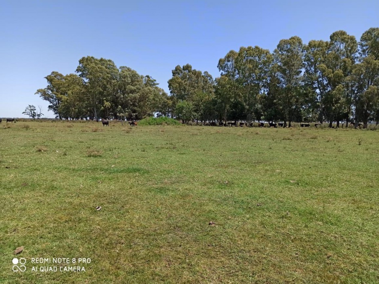 617 ha Mixtas - Martin Colman - Rauch