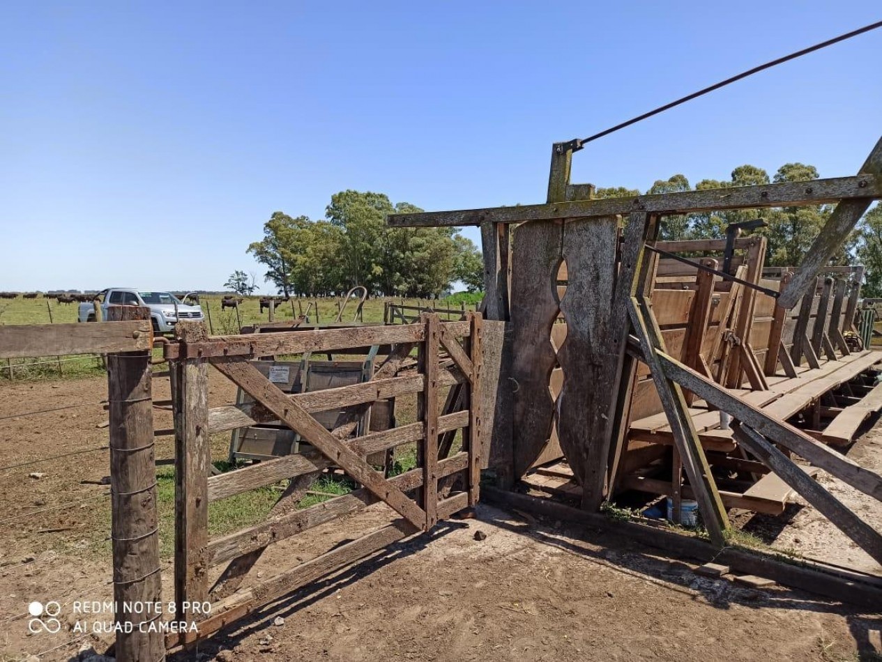 617 ha Mixtas - Martin Colman - Rauch