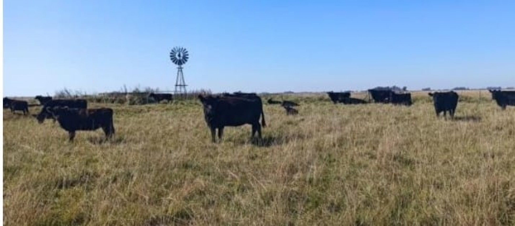 617 ha Mixtas - Martin Colman - Rauch