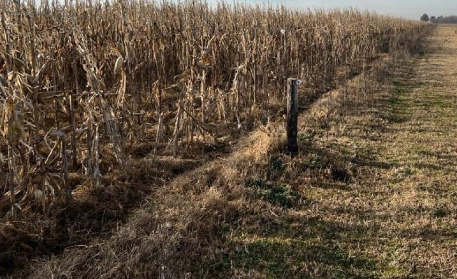 617 ha Mixtas - Martin Colman - Rauch