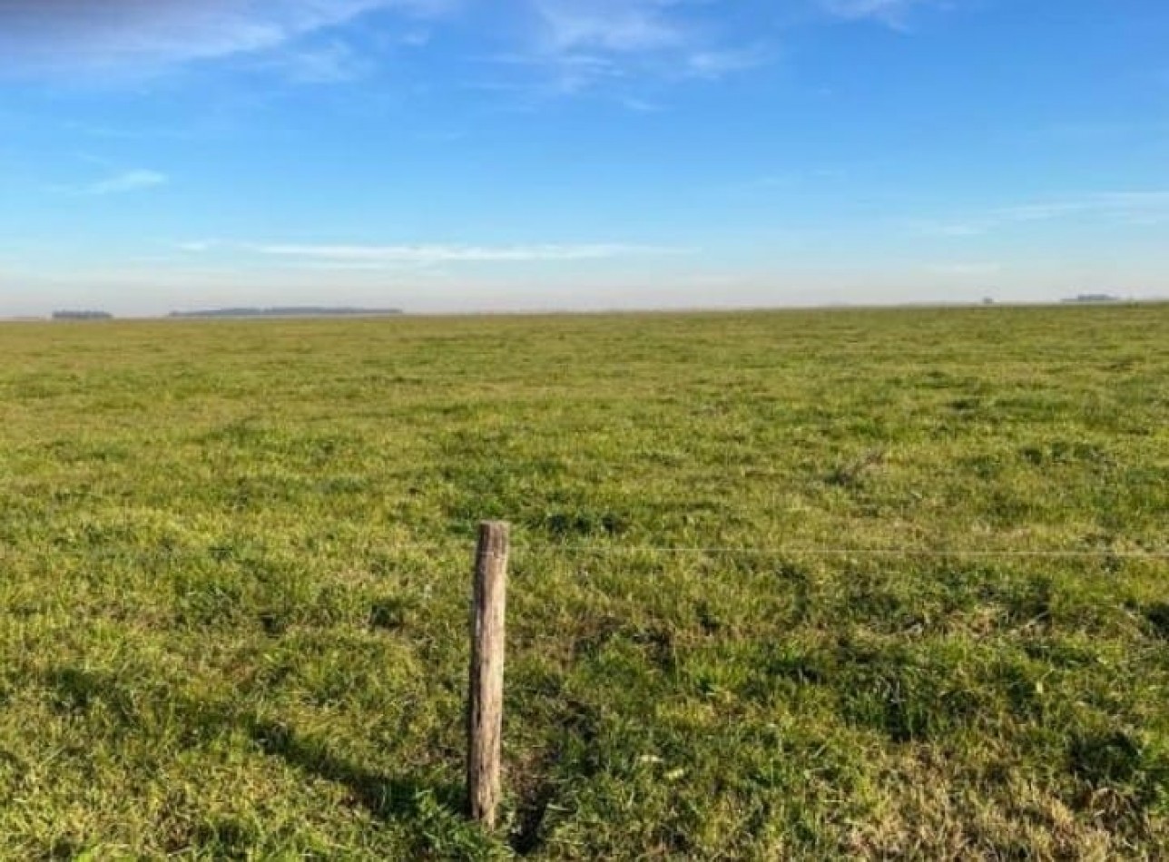 617 ha Mixtas - Martin Colman - Rauch