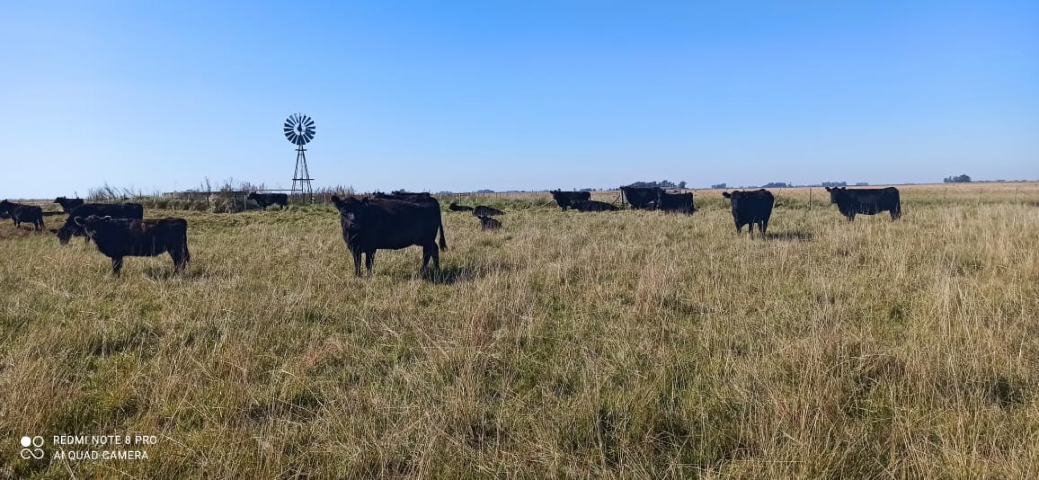 617 ha Mixtas - Martin Colman - Rauch