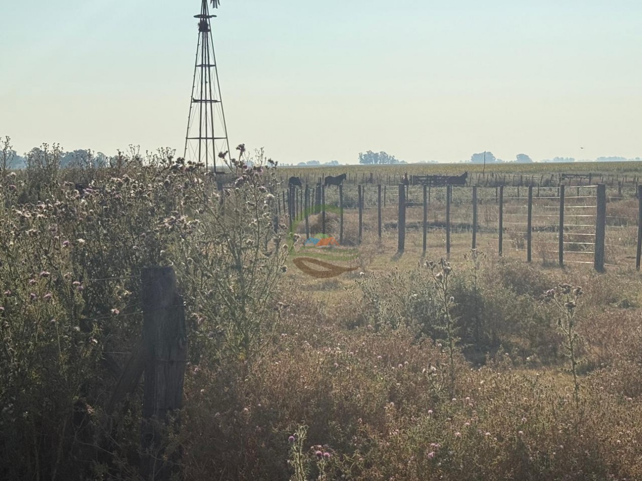 1698 ha Mixto - Paula - Bolivar