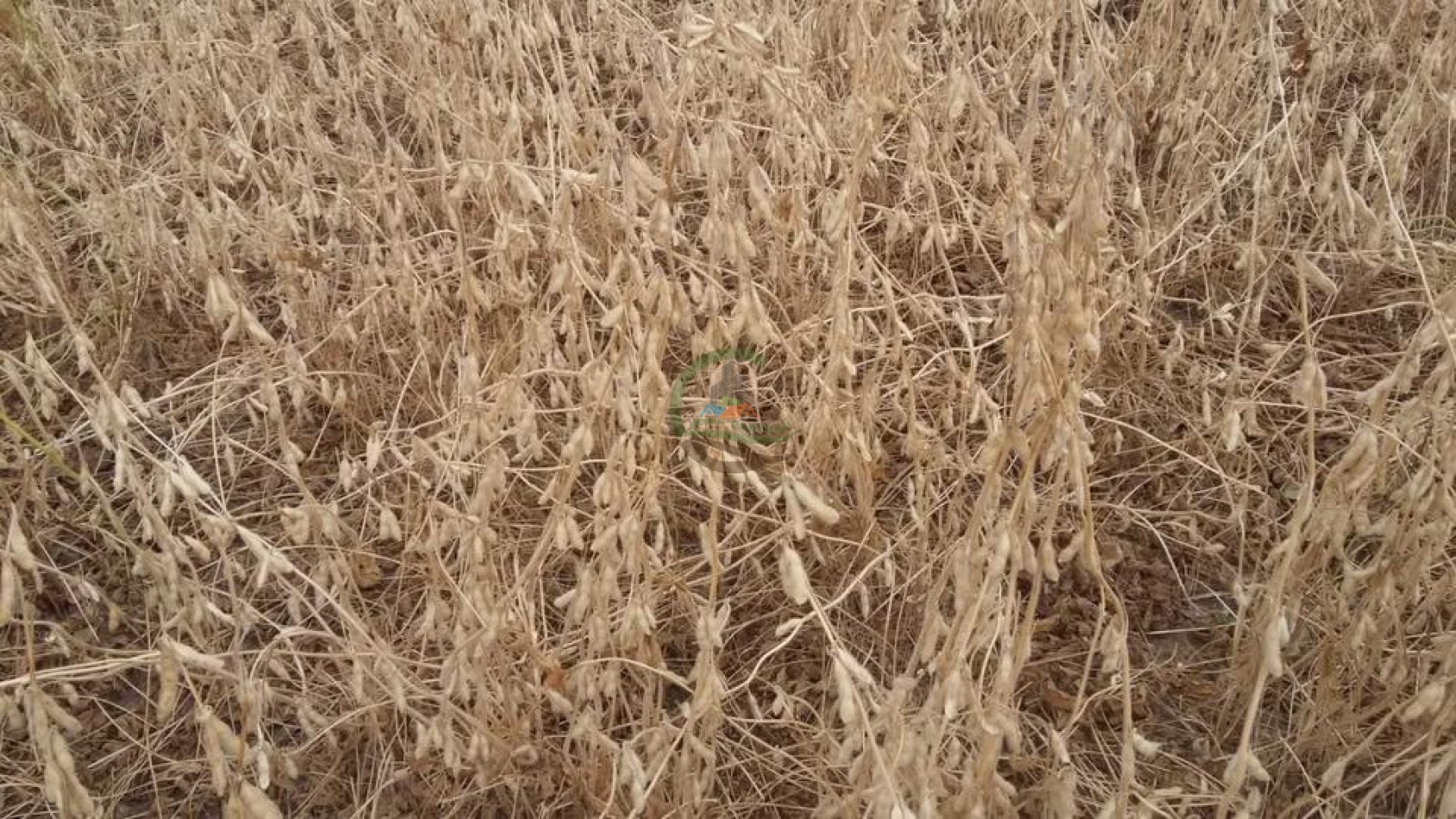 1438 Ha Agricolas - Malbran - Santiago del Estero.