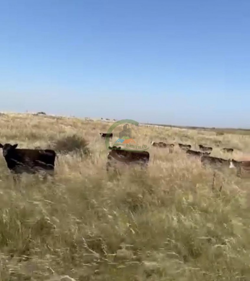 810 Ha Mixto - Coronel Dorrego
