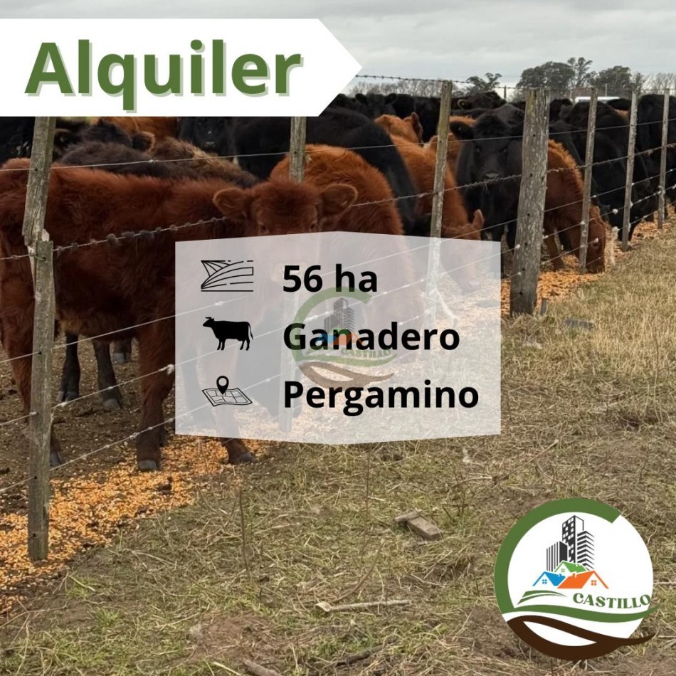 56 Ha Ganadero - Pergamino - Alquiler
