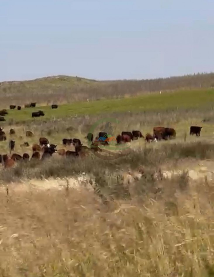 810 Ha Mixto - Coronel Dorrego