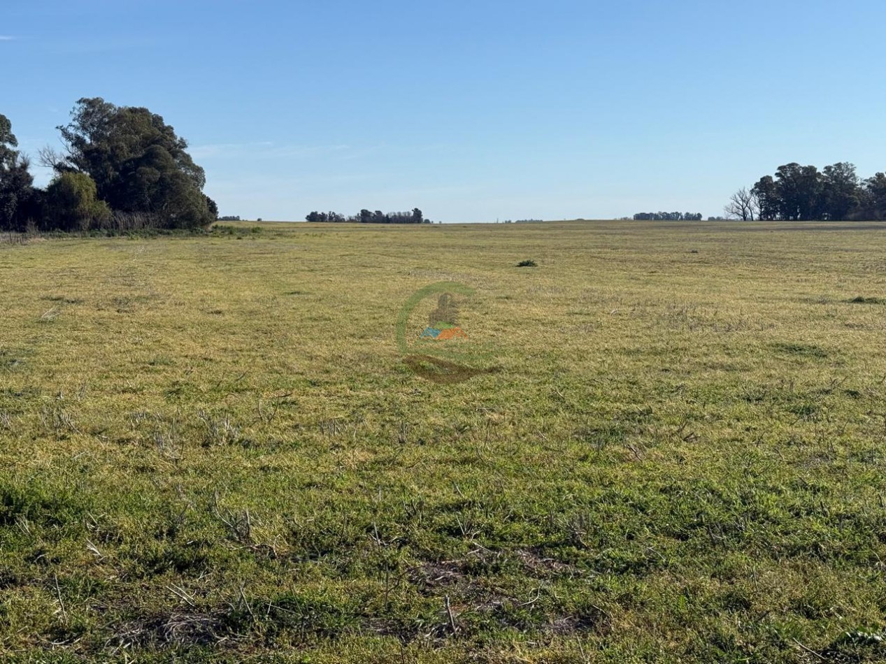 36 Ha Agricolas - Henderson
