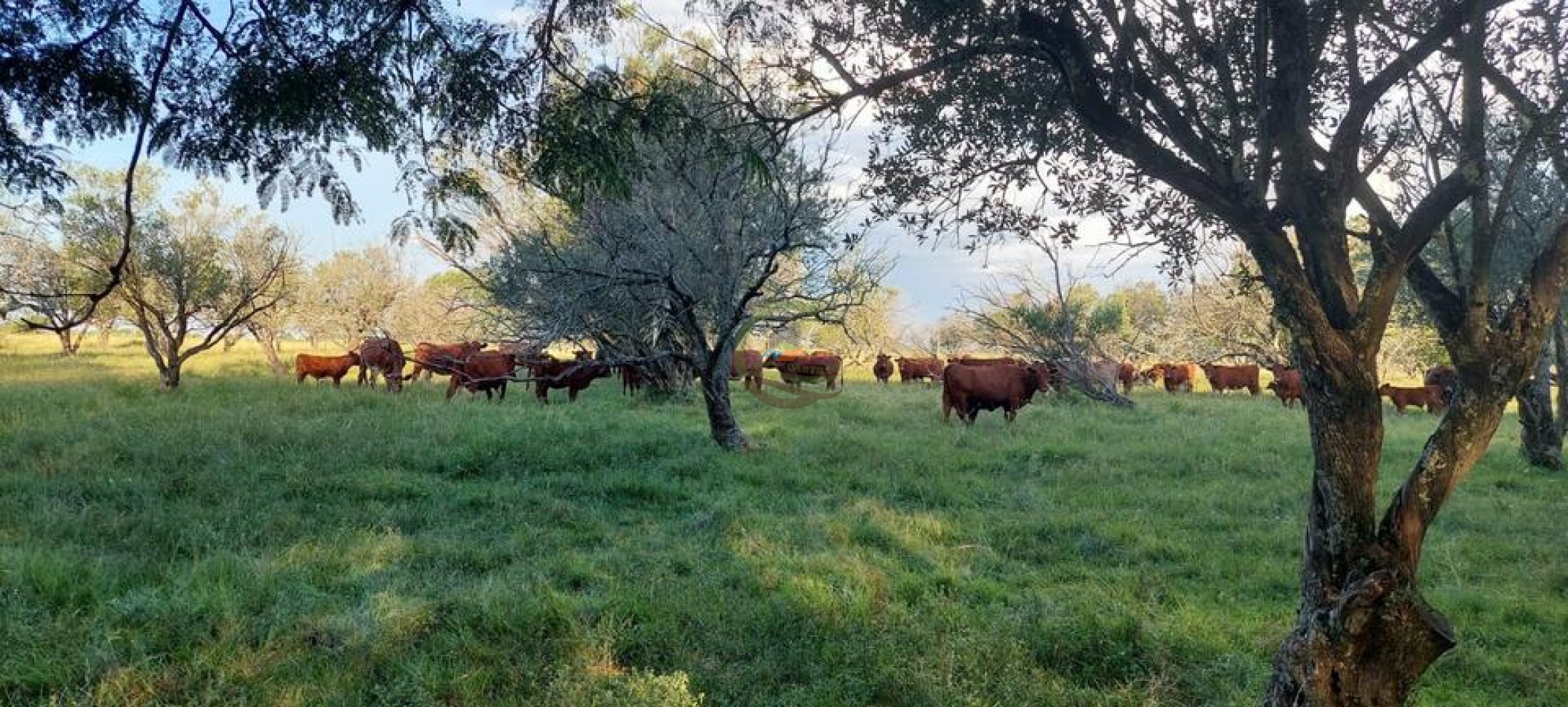 218 Ha Ganadero - Chajari - Entre Rios