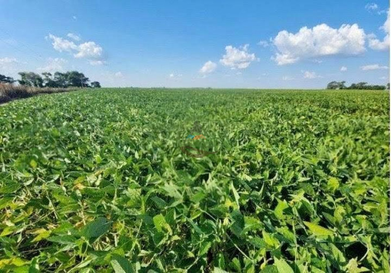 338 Ha Agricolas - Loberia - Alquiler