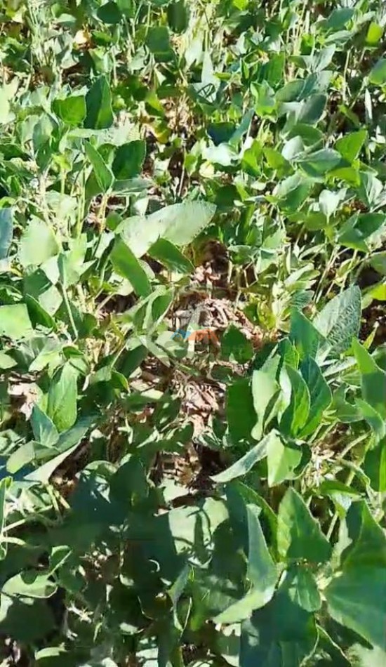 155 ha mixto - Villa Angelica - Pergamino