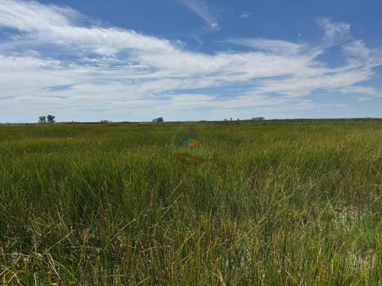 186 HA Mixtas - Hortensia - Carlos Casares