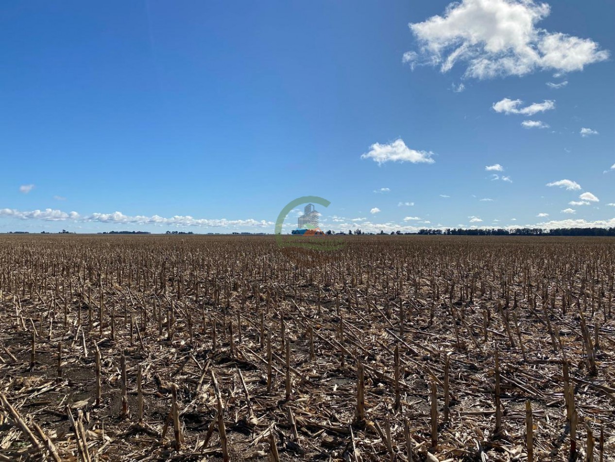 431 Ha Agricolas - De la Canal - Tandil