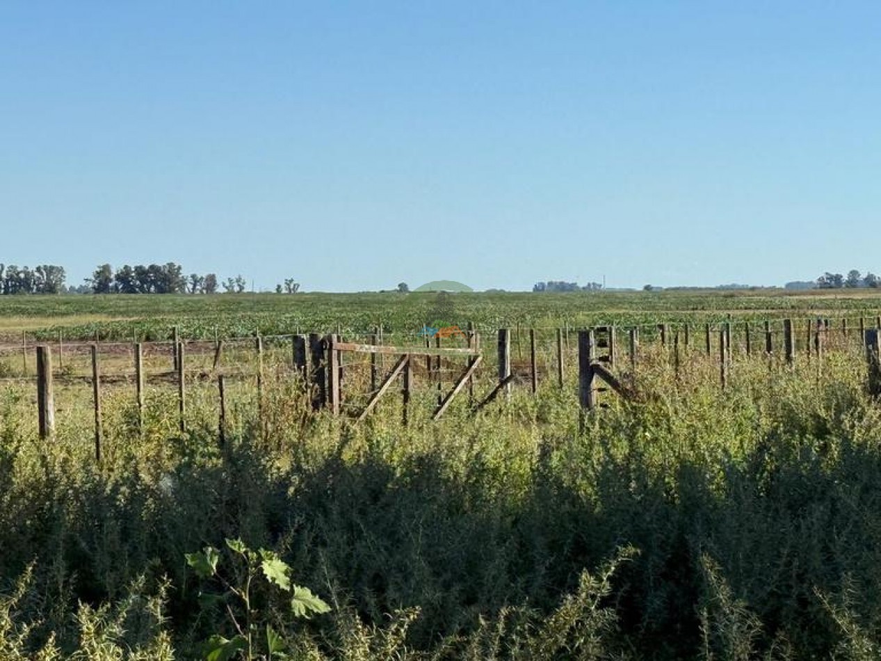 186 HA Mixtas - Hortensia - Carlos Casares