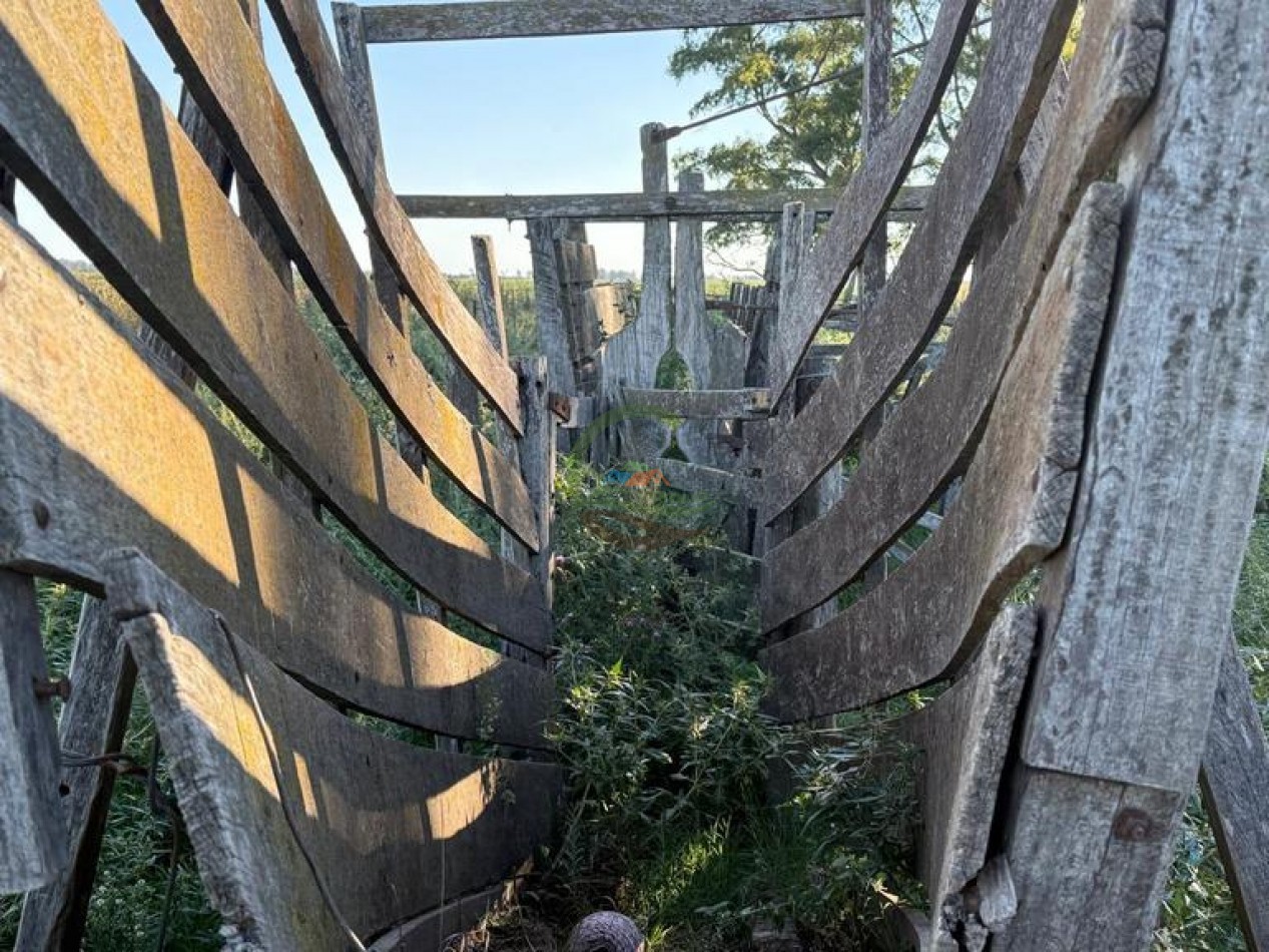 186 HA Mixtas - Hortensia - Carlos Casares