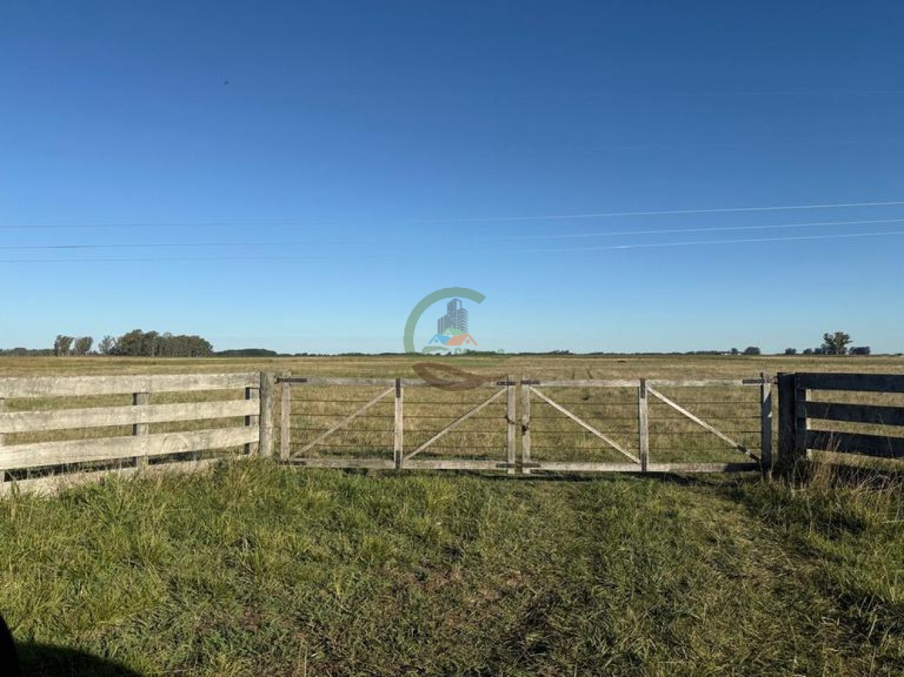 186 HA Mixtas - Hortensia - Carlos Casares