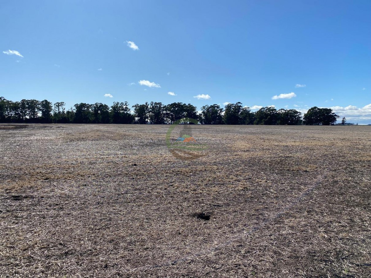 431 Ha Agricolas - De la Canal - Tandil