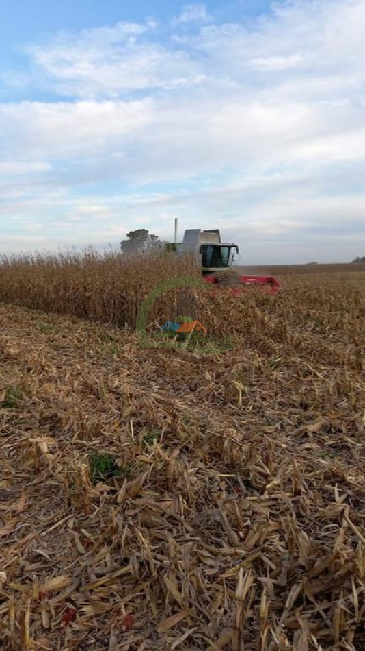 99 ha Mixto - 9 de Julio - Corbett