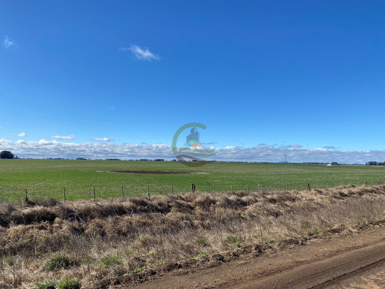 431 Ha Agricolas - De la Canal - Tandil