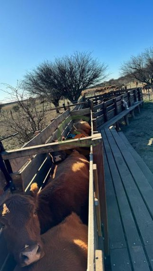 485 ha Mixto - Rucanelo - La Pampa