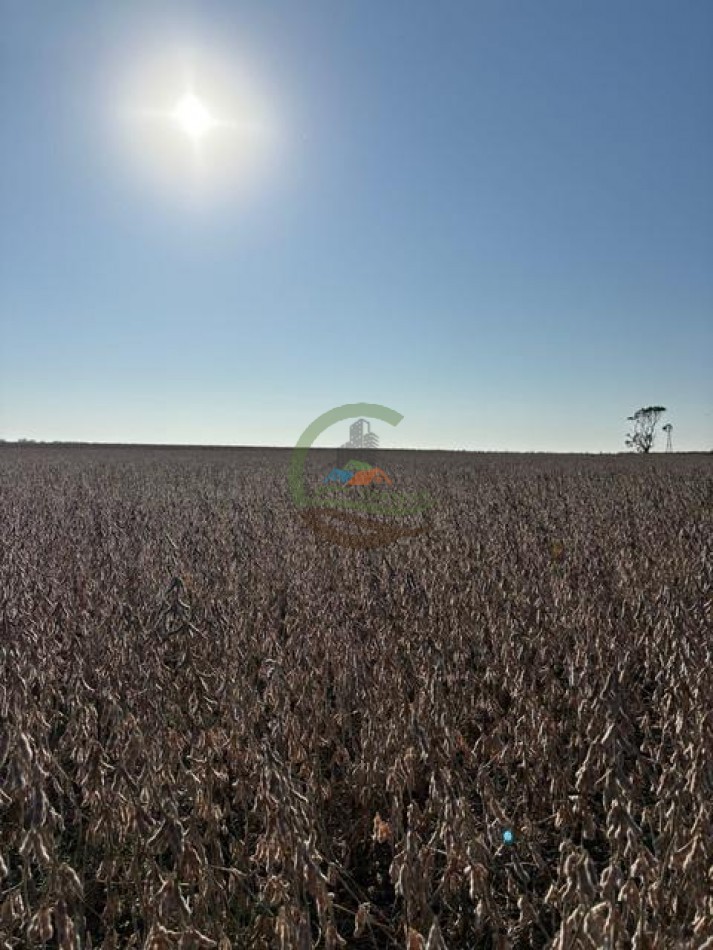 580 Ha Mixto - Pincen