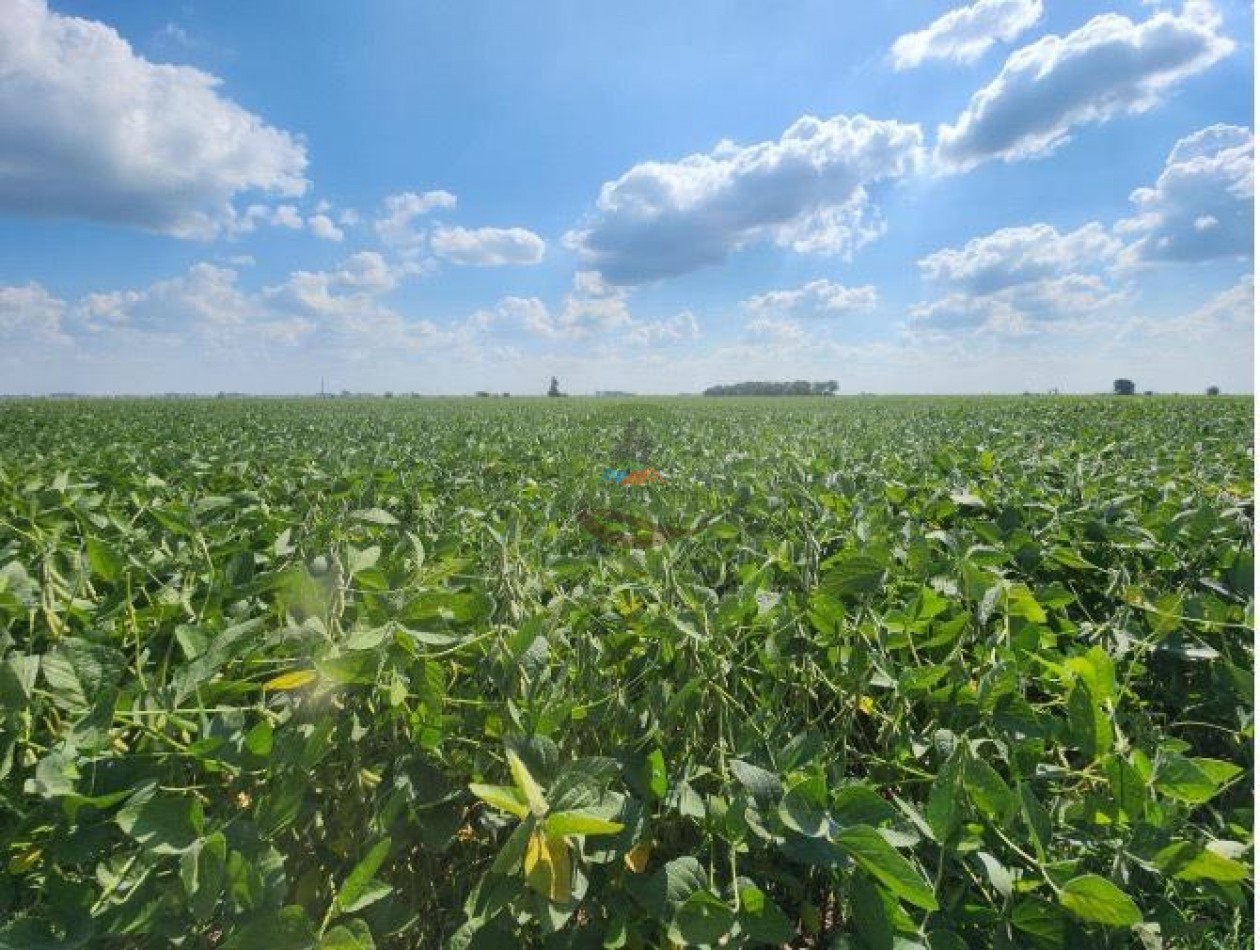 144 Ha Agricolas - Cavanagh - Cordoba 