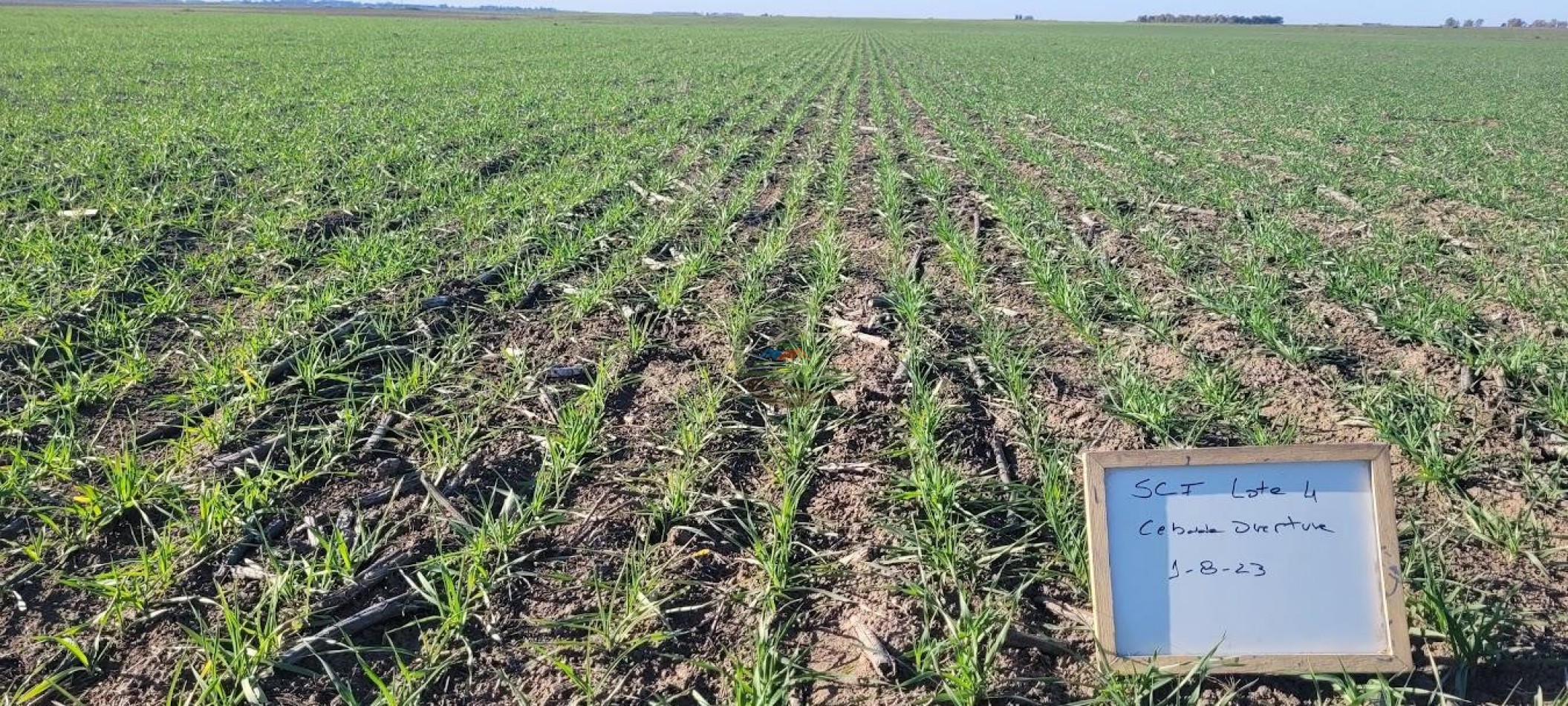 1354 Ha Mixto - Carhue