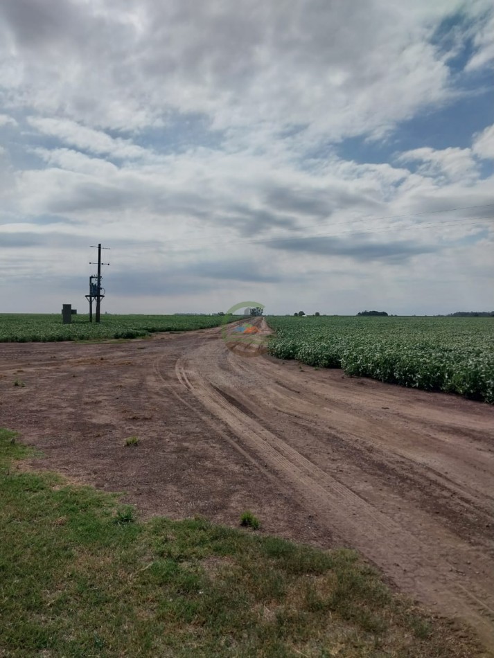 515 ha MIxtas - Pergamino