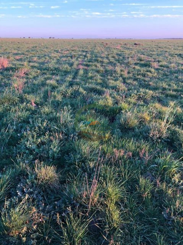 1135 Ha Mixto - Dorila - Mara Co - La Pampa