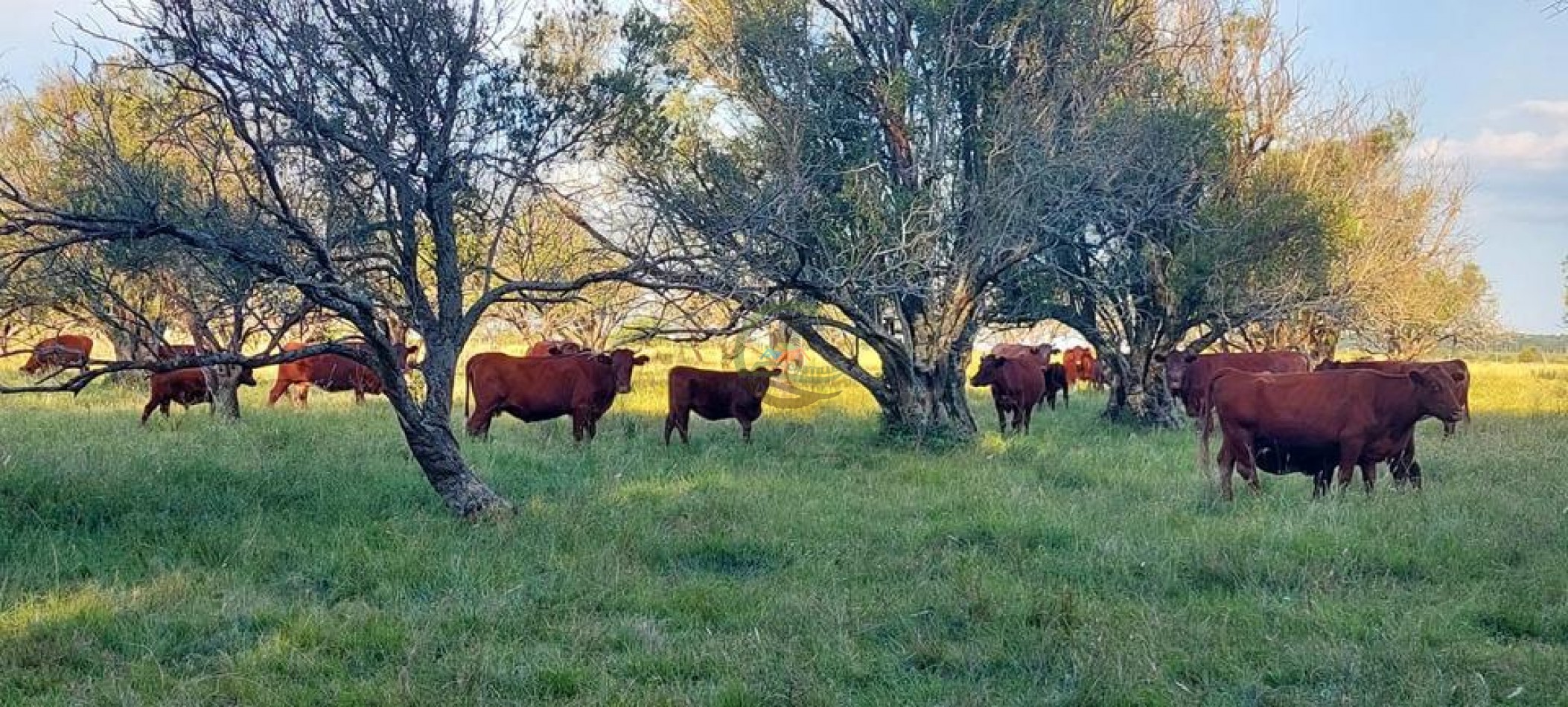 218 Ha Ganadero - Chajari - Entre Rios