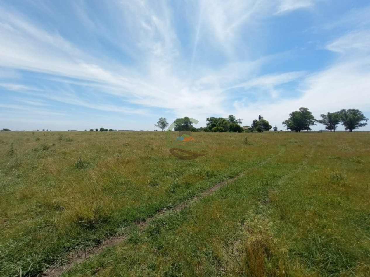 302 Ha Ganadero - Comandante Giribone - Chascomus