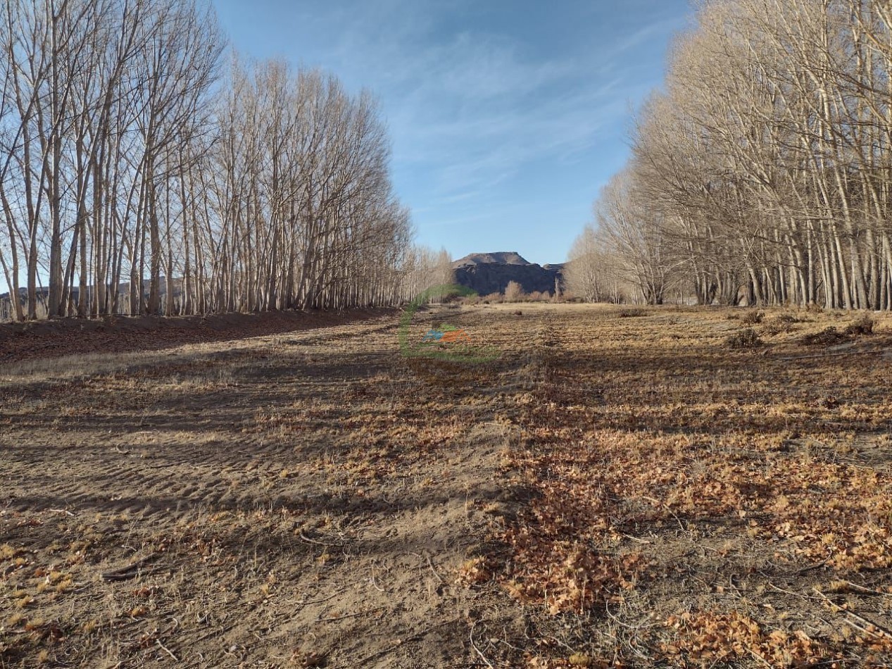 59000 ha Ganadero - Chubut