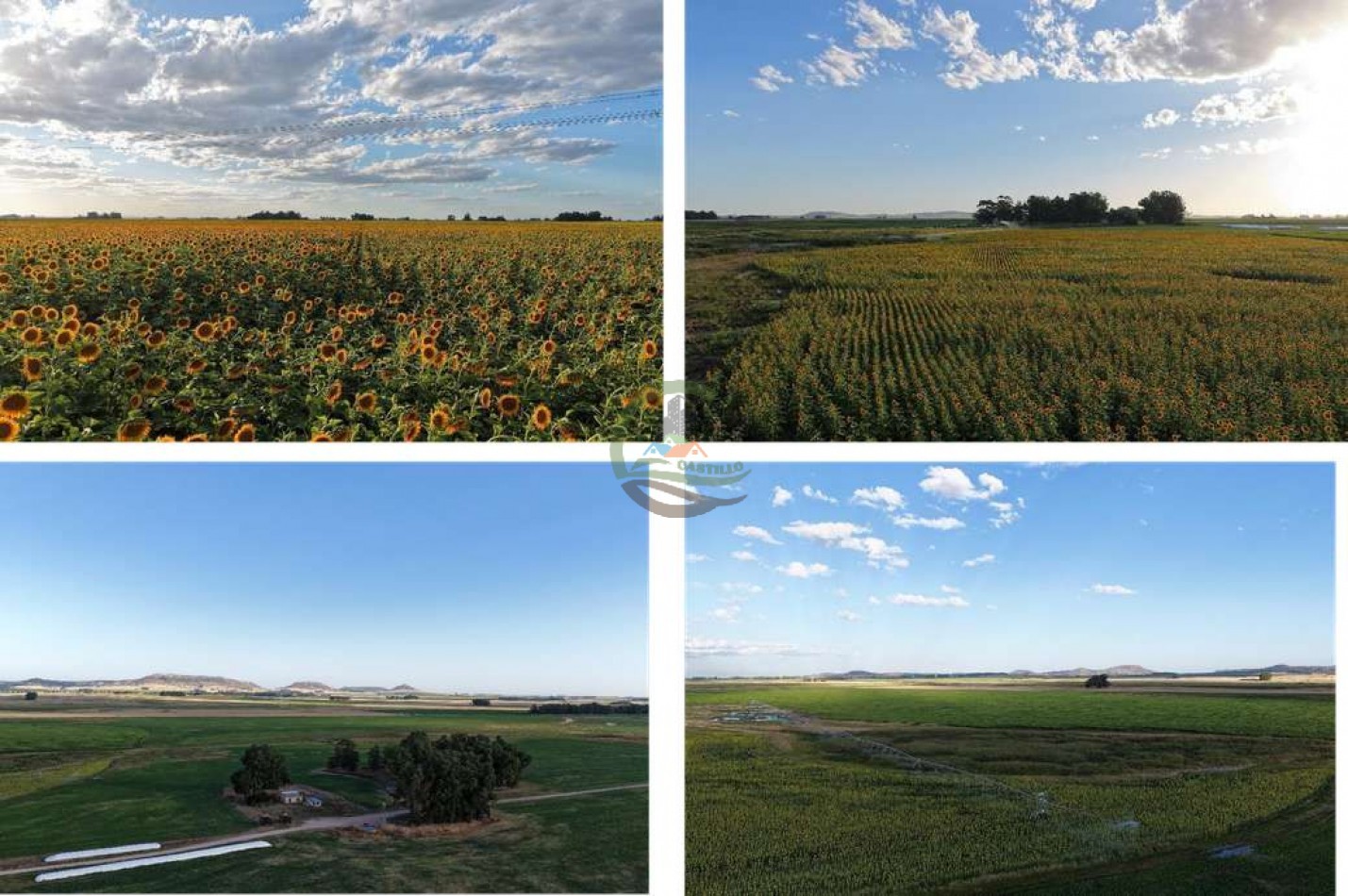 2057 Ha Mixto - Loberia