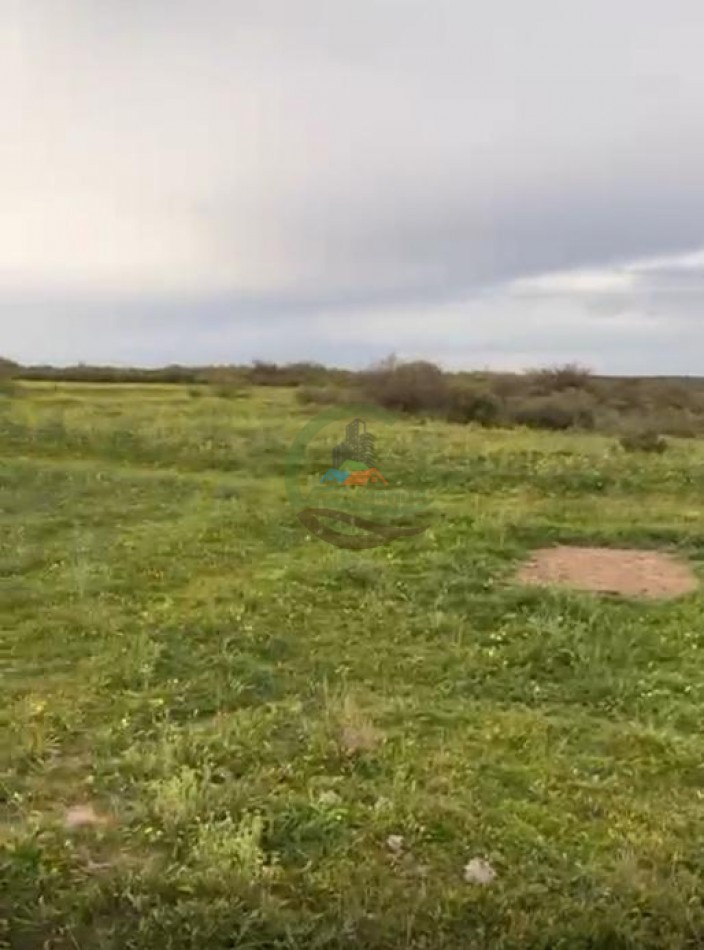 5117 Ha Ganadero - La Adela - La Pampa