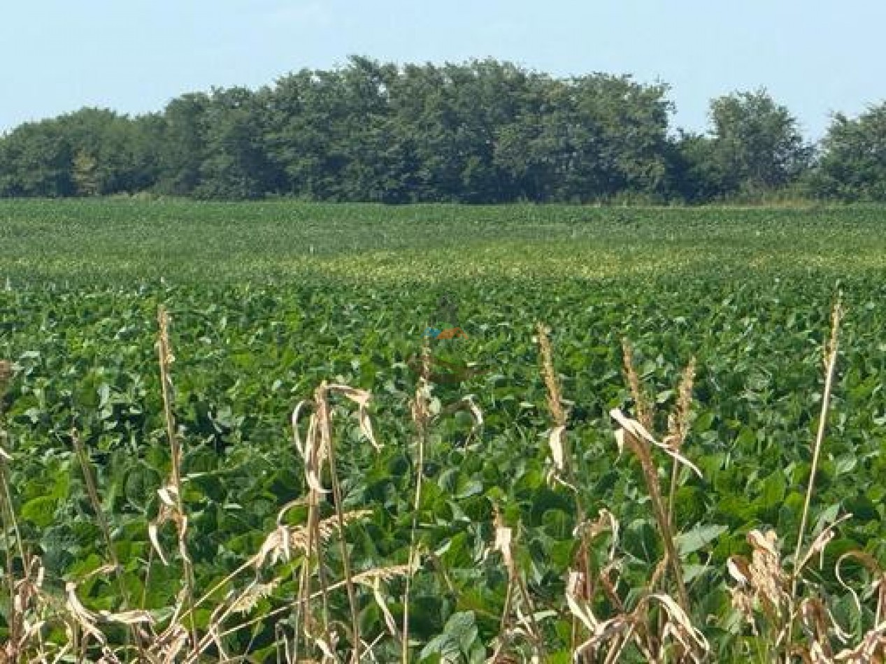 164 ha Agricolas - Carlos Casares - Ordoqui