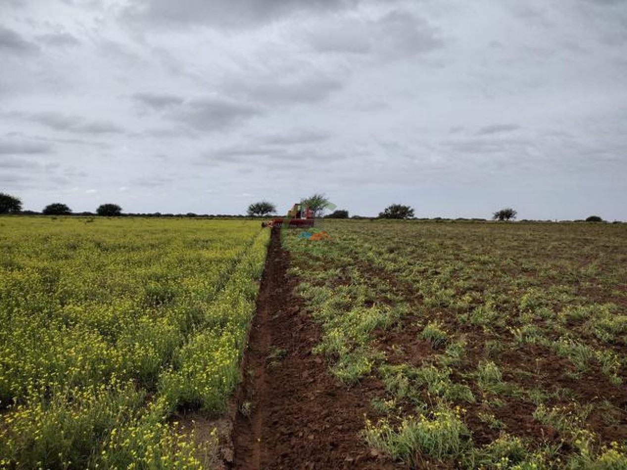 850 Ha Mixto - Puan