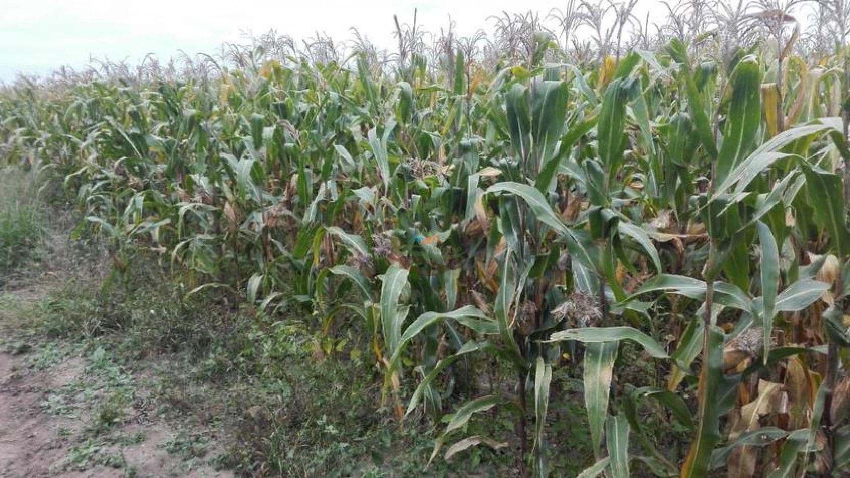 487 Ha Agricolas - Monte Quemado - Santiago del Estero