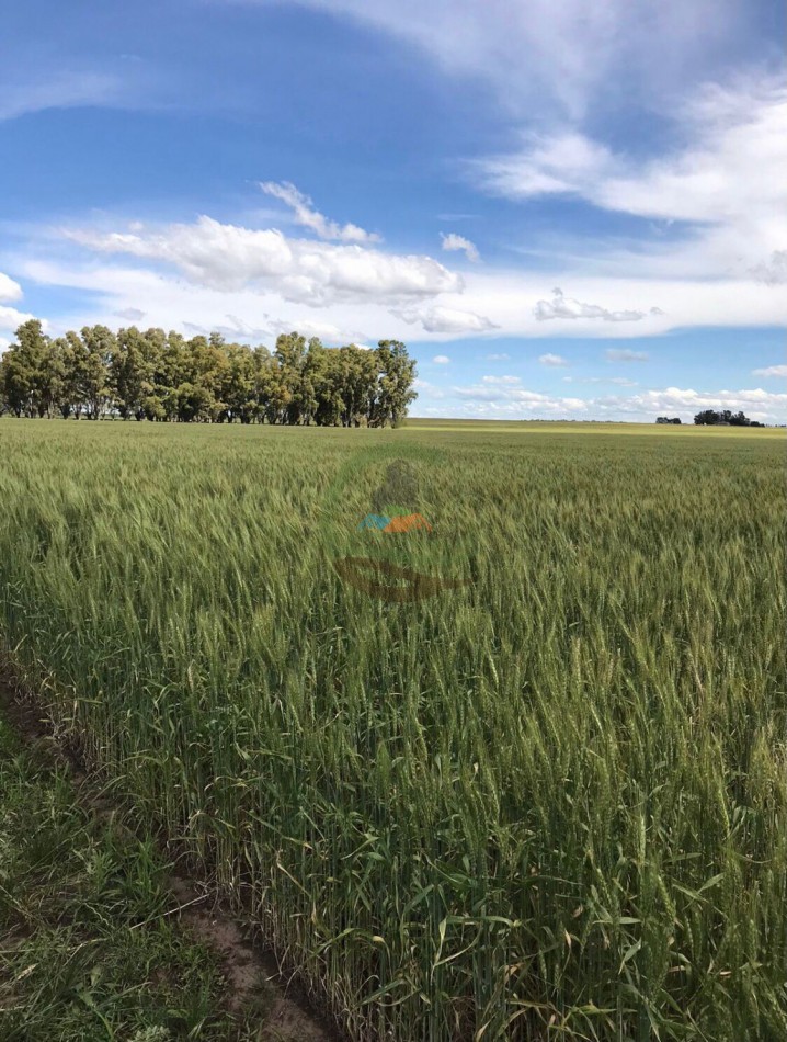 100 Ha Agricolas - Carhue - Alquiler