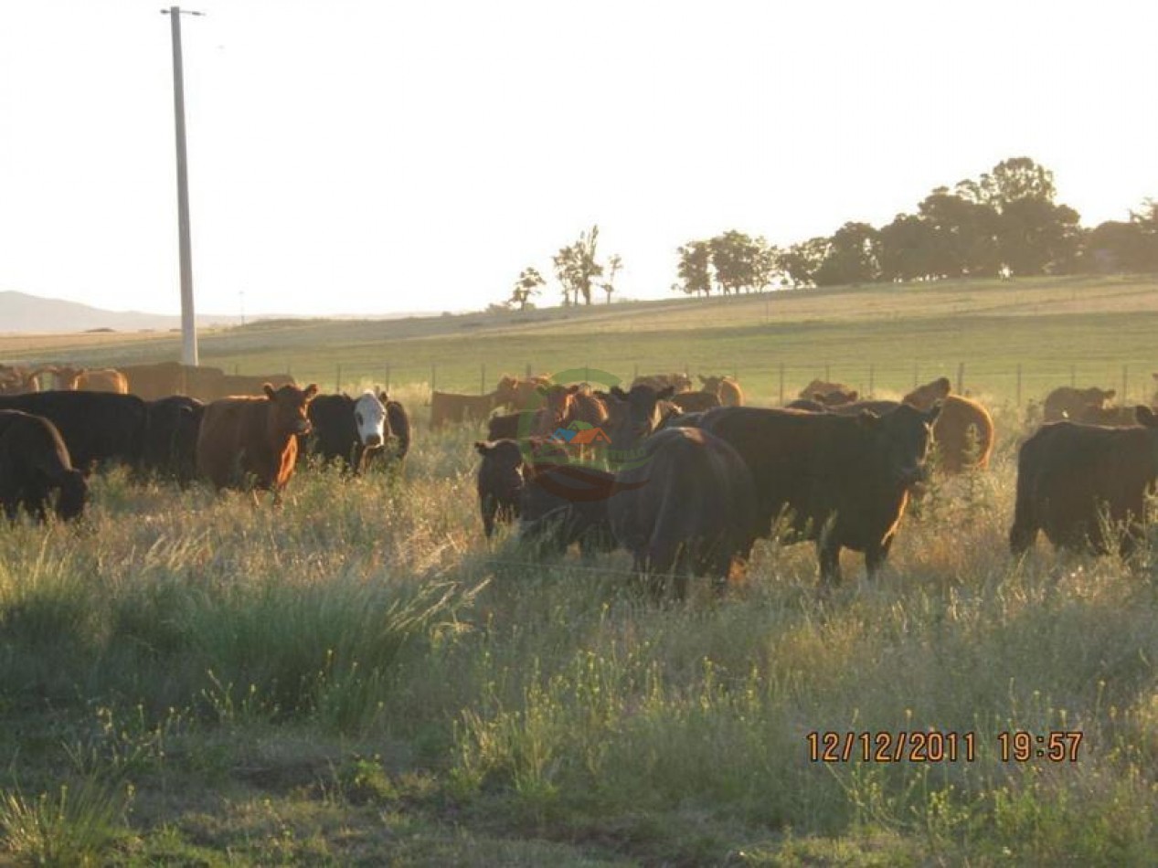 530 Ha Mixto - Coronel Suarez