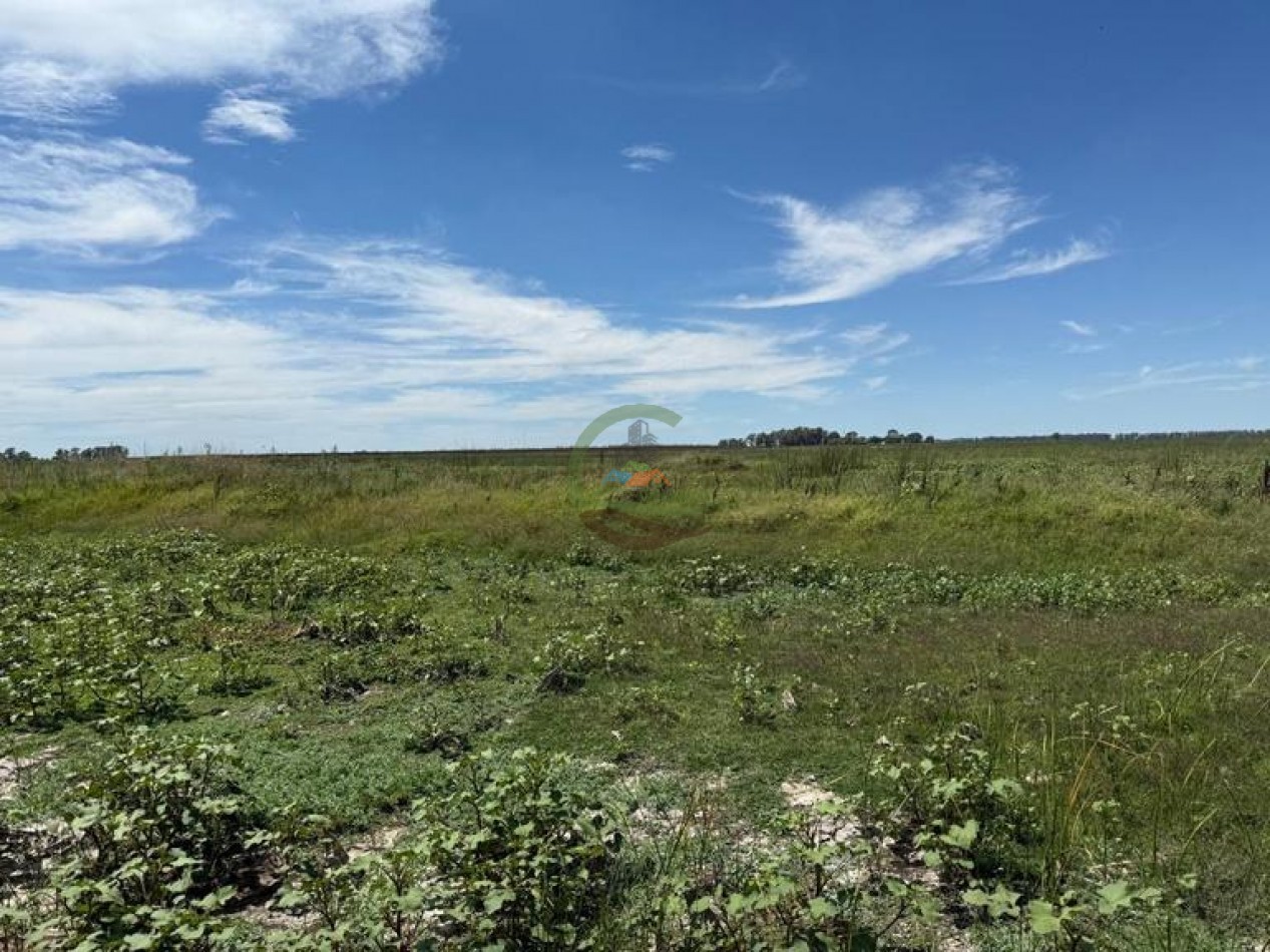 186 HA Mixtas - Hortensia - Carlos Casares