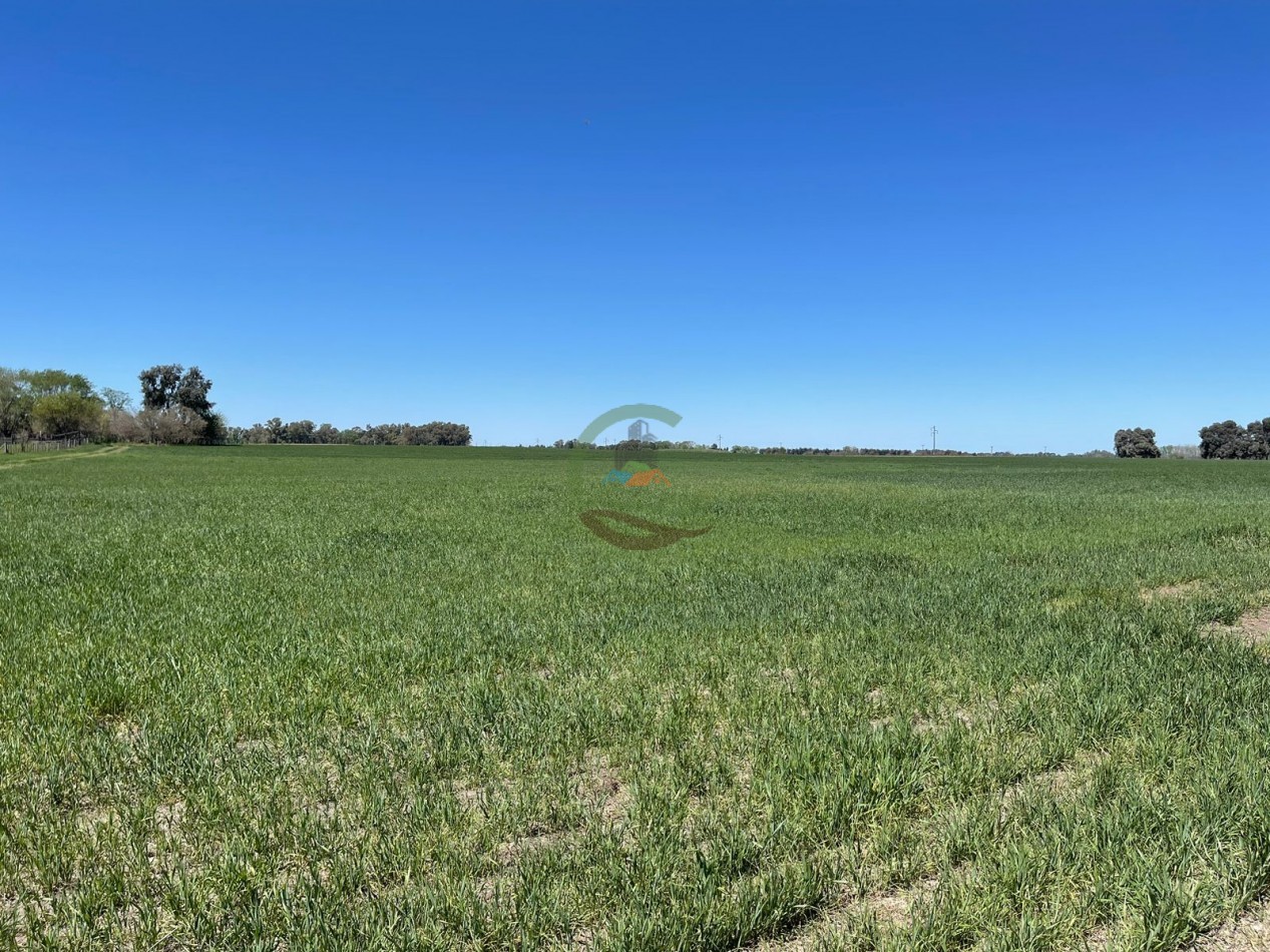 102 ha Agricolas - 25 de Mayo 
