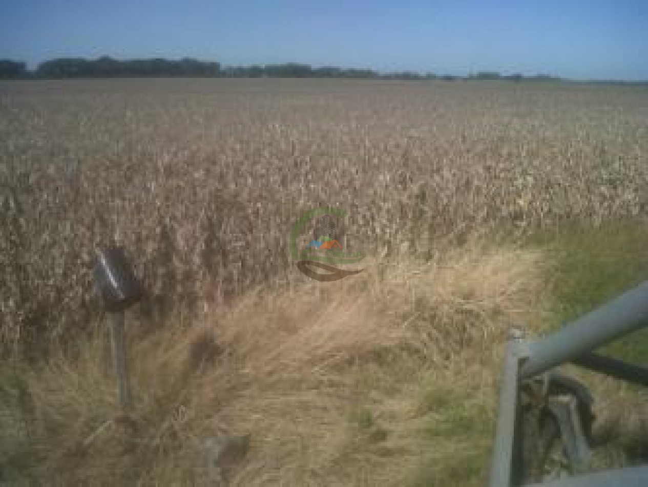1335 Ha Agricolas - Torres - Lujan
