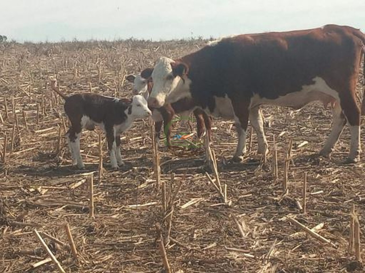 2340 Ha Mixto - La Paz - Entre Rios