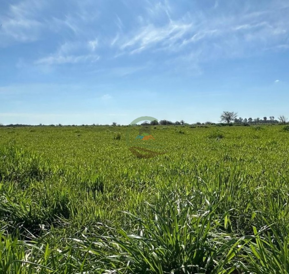 220 Ha Ganadero - Oliden - Brandsen