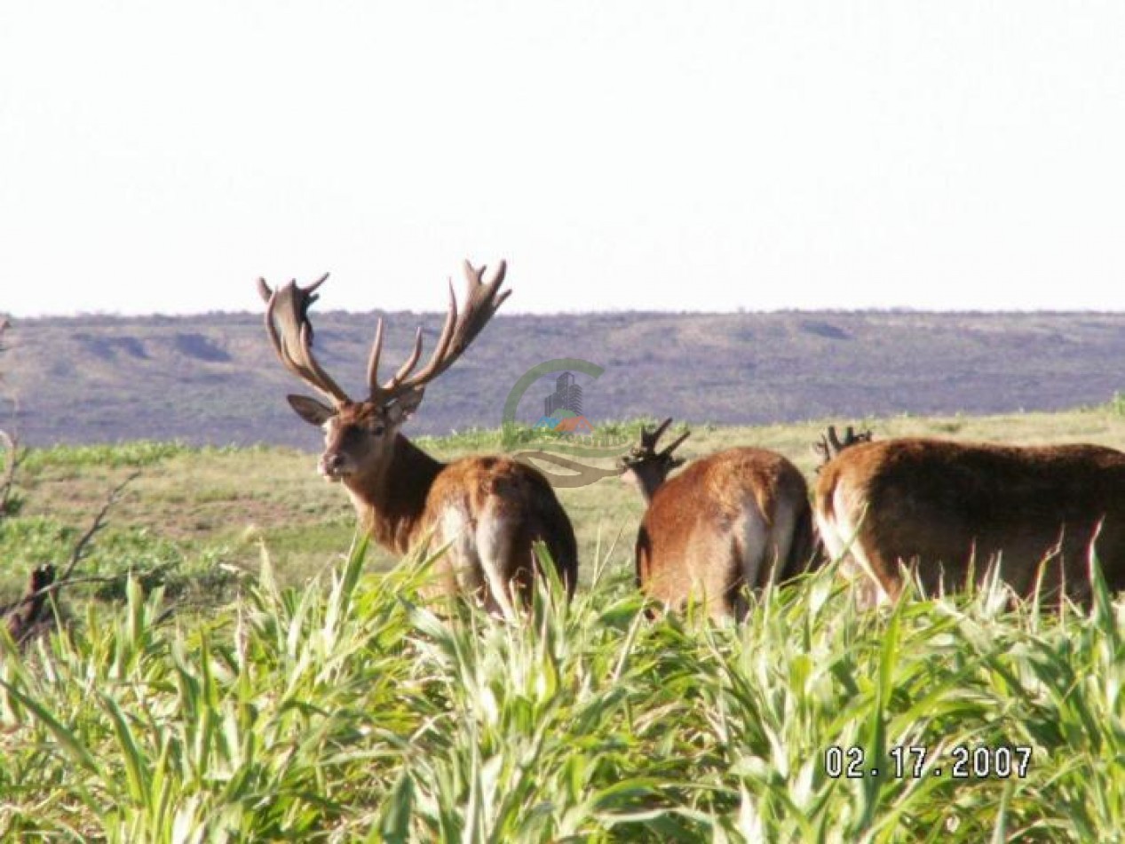 2500 Ha Ganadero - Coto de Caza - Colonia Devoto - La Pampa