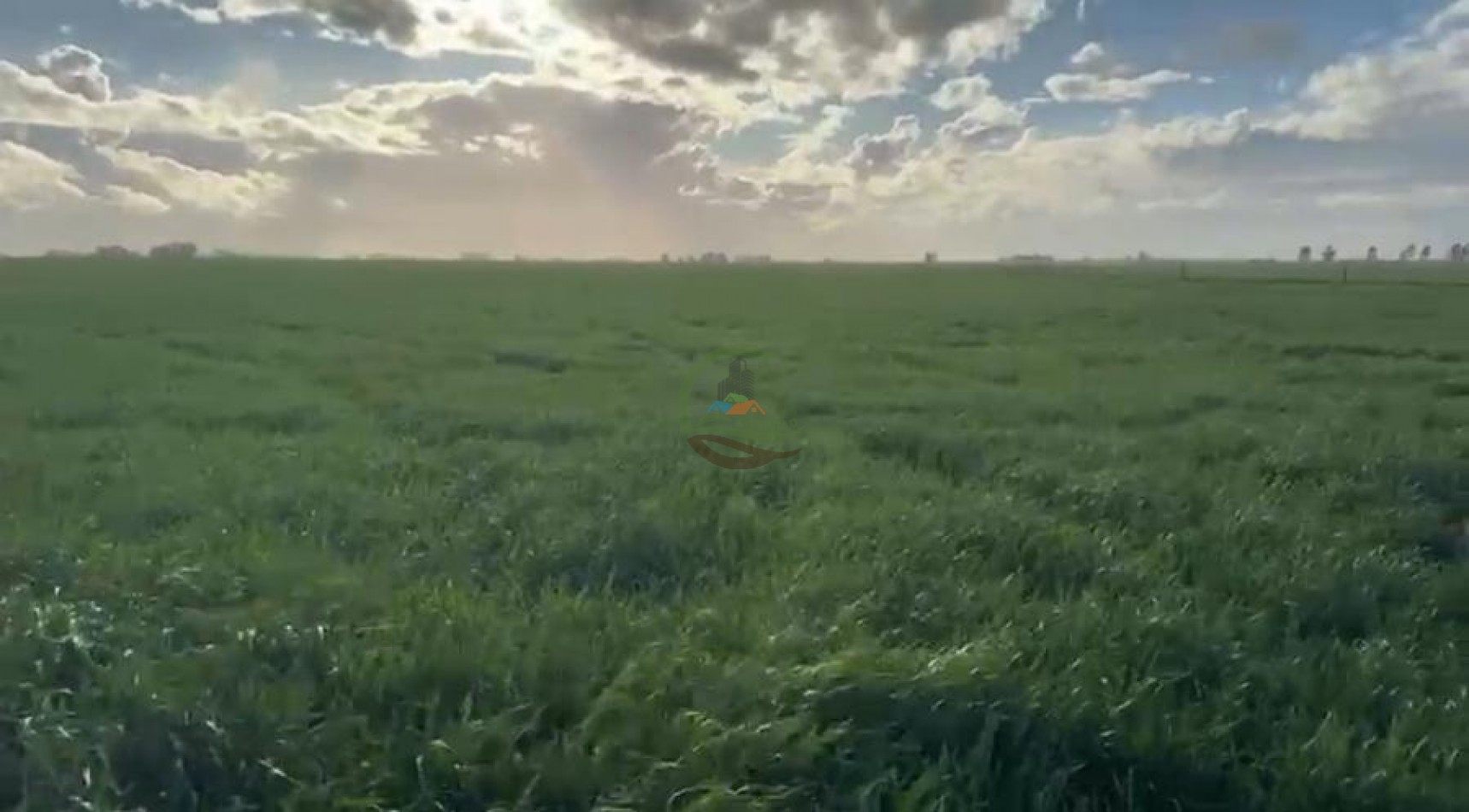 809 Ha Agricolas - Coronel Dorrego